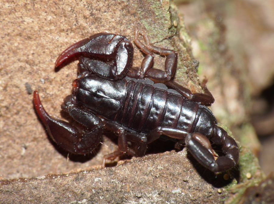 Euscorpius concinnus